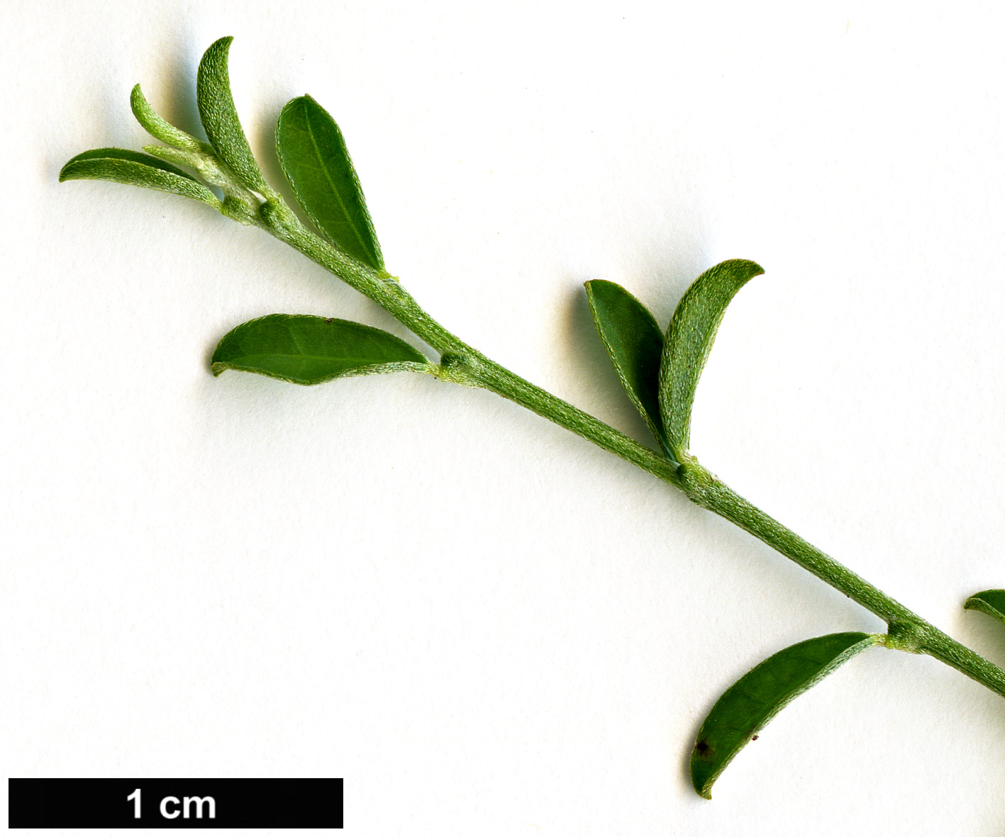 High resolution image: Family: Fabaceae - Genus: Cytisus - Taxon: decumbens